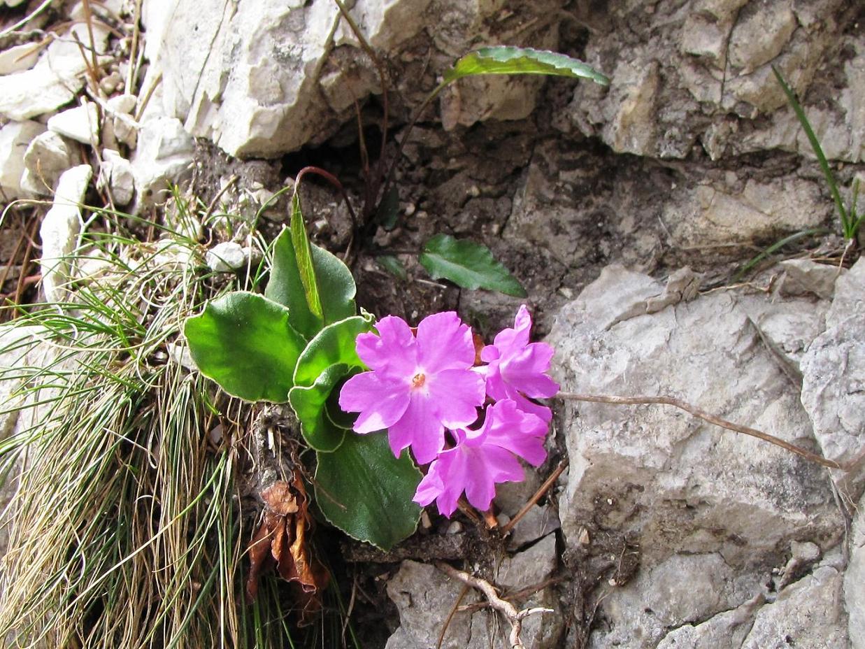 Le rupi fiorite del Garda